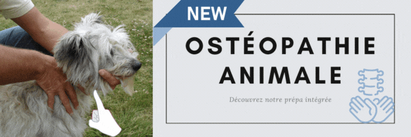 Ostéopathie Animale Bannière